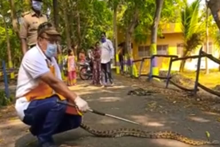 python entered in srikakulam dst saigiri area