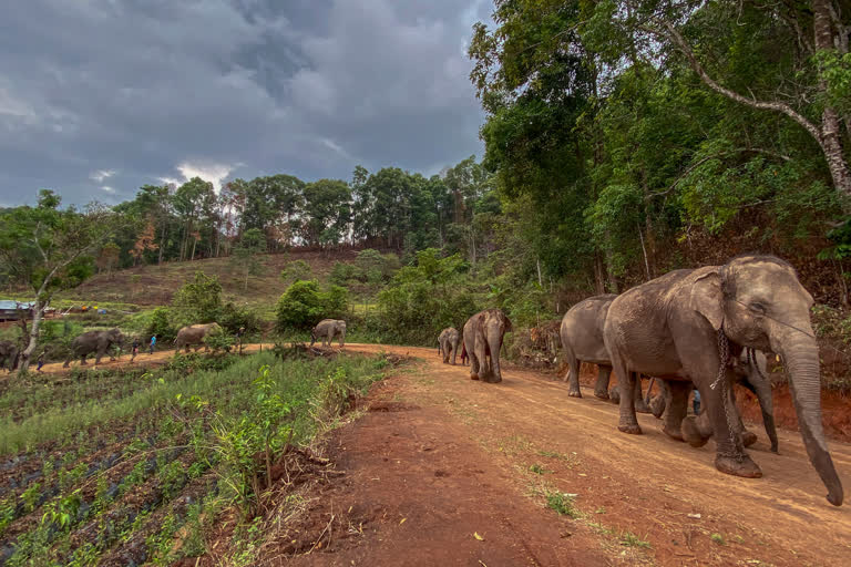 A herd of 11 elephants walk along a dirt road during a 150-kilometer (93 mile) journey from Mae Wang to Ban Huay in northern Thailand