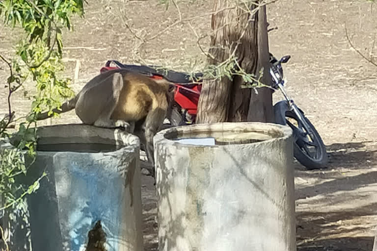 animals are coming in villages to drink water