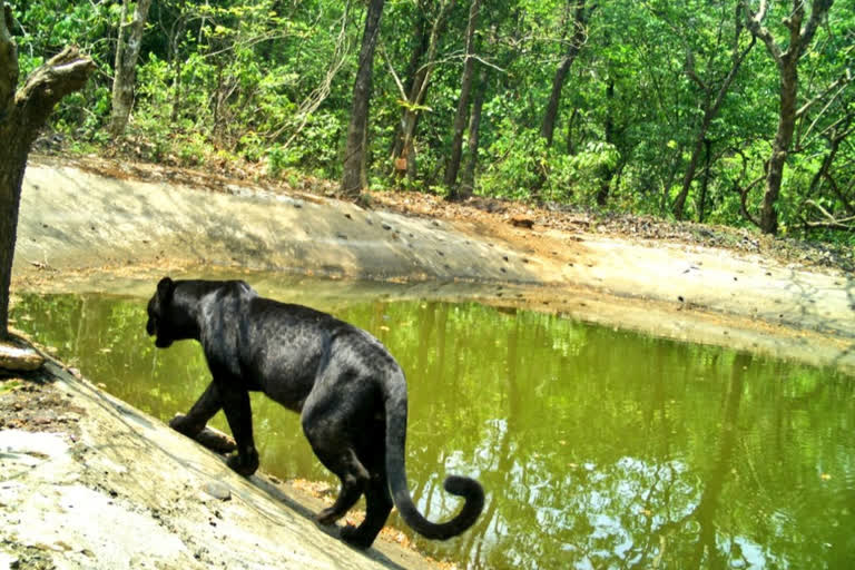 गोव्यातील नेत्रावळी अभयारण्यात सापडला काळा वाघ