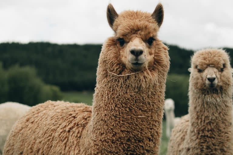 Belgian llama