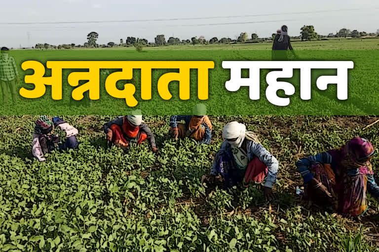 Harda farmers are producing pulses even after lockdown