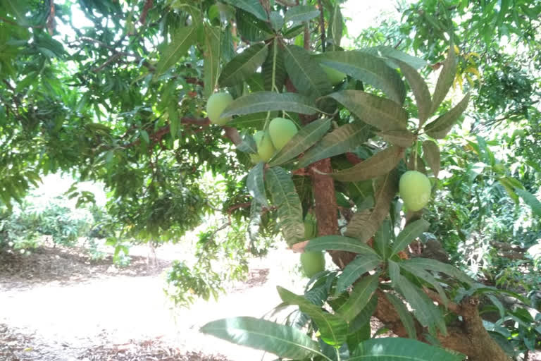 sindhudurg farmer faces problem of increasing heats impact on mango