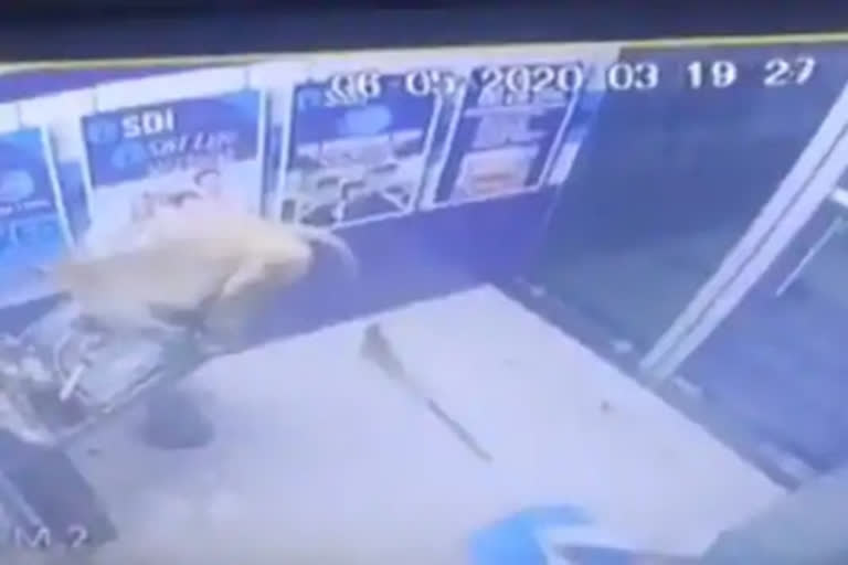 A Monkey Tried 'Money Heist' in a Delhi ATM