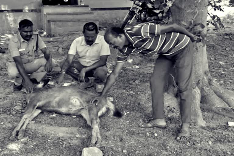 தண்ணீர் தேடி அலைந்த கடமான் உயிரிழப்பு