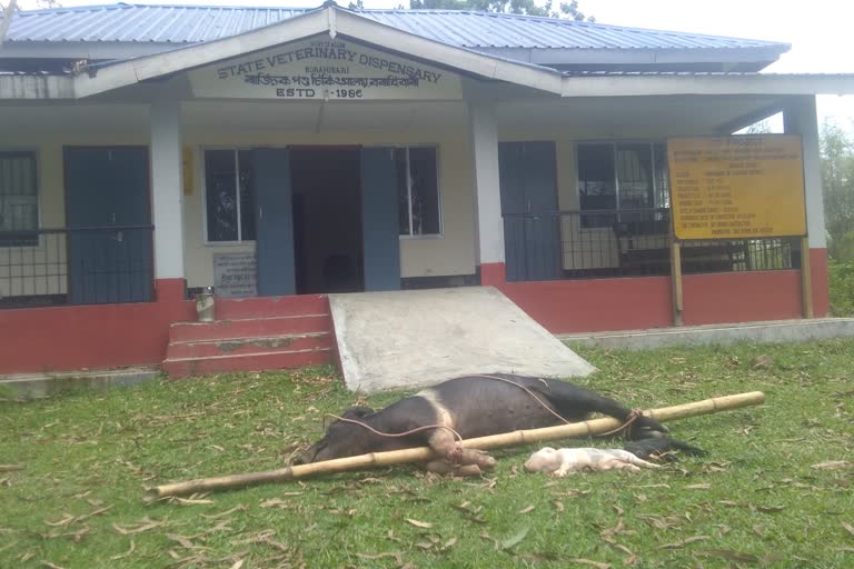 AAMGURI PROTEST AGAINST VATENARY HOSPITAL