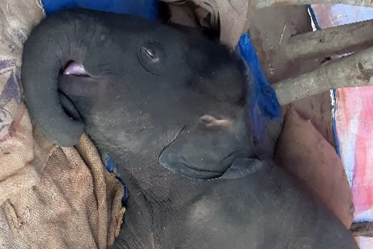 baby elephant died due to infection