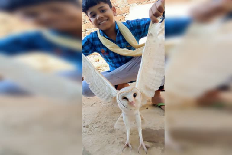 Rare white owl found in hazaribagh