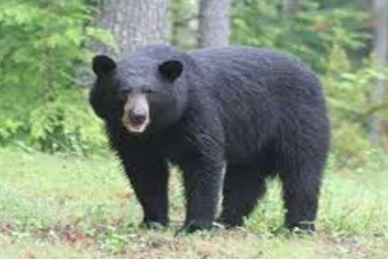 bear