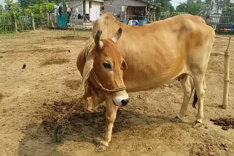 गाय