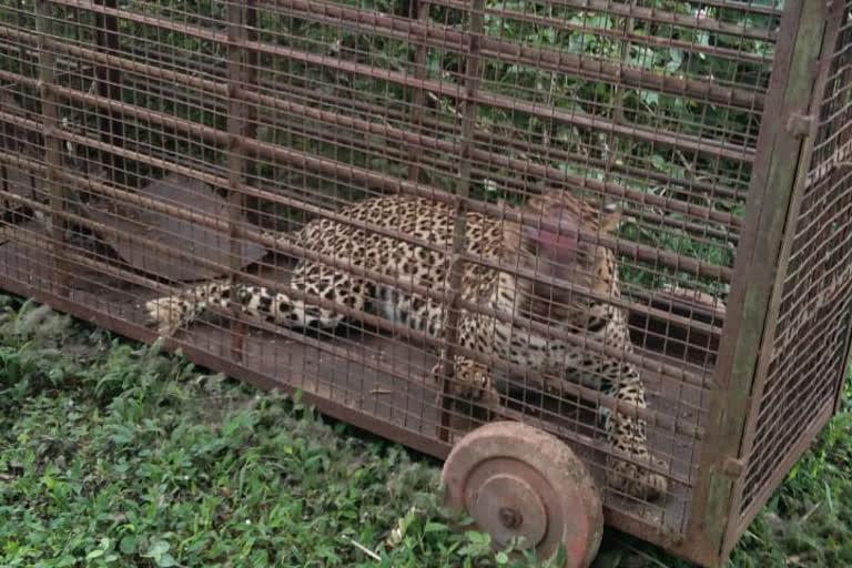 Leopard  fell to the cage in hassan