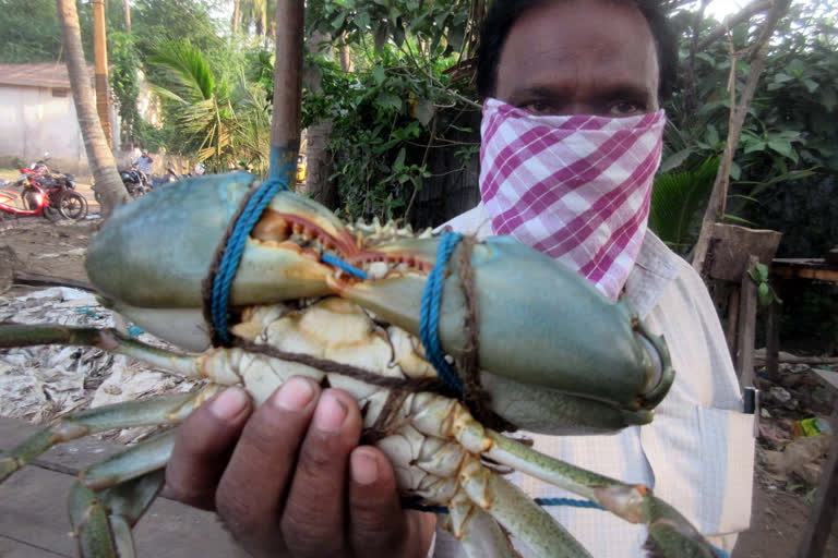 crab sold in east godavari district p.gannavaram fish market for 400 rupees