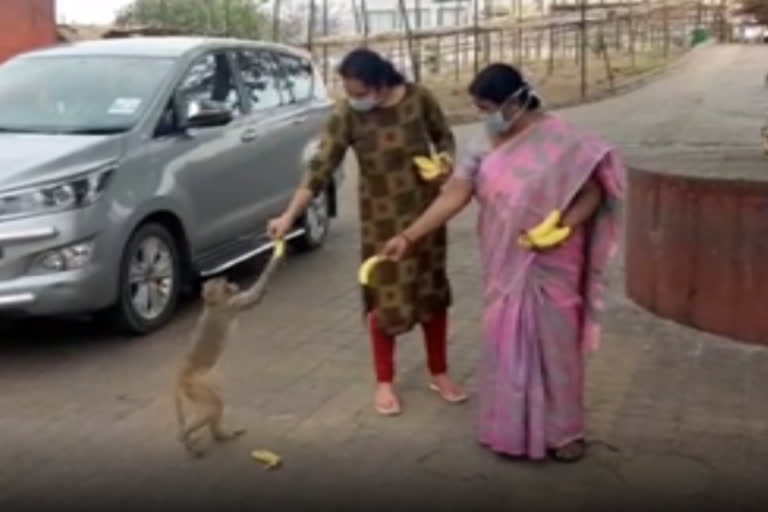 minister wife distributed fruits to monkeys in kondagattu