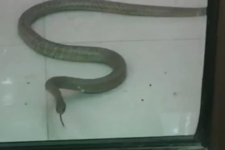 Snake found in ATM in Govindapuram area of Gaziabad District