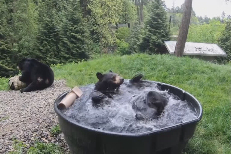 Oregon Zoo's black bear chills in tub of water