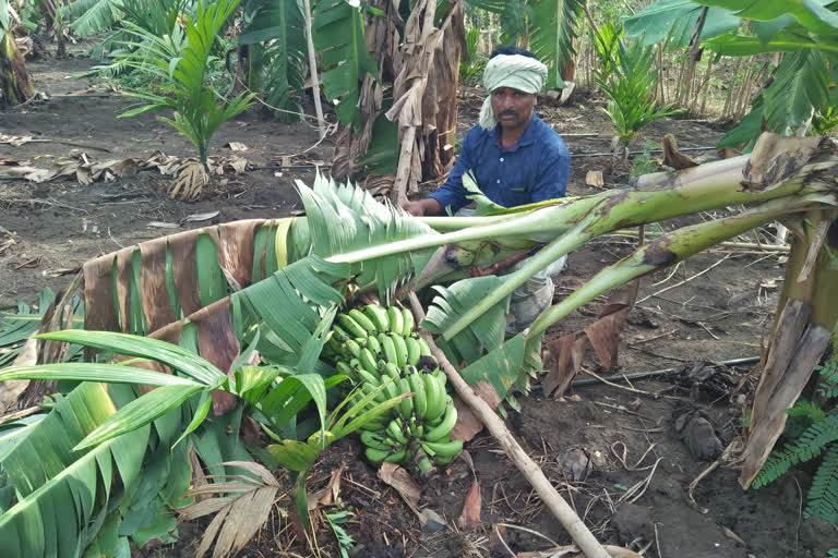 banana crop  fell to the ground for heavy rain