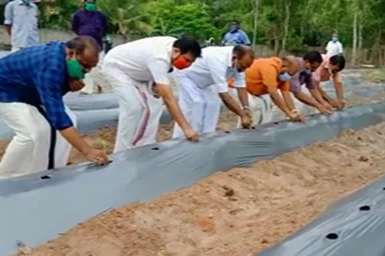 പ്രവാസി ജൈവ പച്ചക്കറി കൃഷി  PRAVASI FARMING KANJIKKUZHY  കൊവിഡ് പ്രതിസന്ധി  പ്രവാസി തൊഴില്‍ നഷ്‌ടം  കൃഷിവകുപ്പ് മന്ത്രി വി.എസ്.സുനിൽകുമാർ  കഞ്ഞിക്കുഴി ഗ്രാമപഞ്ചായത്ത്‌  പ്രവാസി മലയാളി  കാർഷിക രംഗം