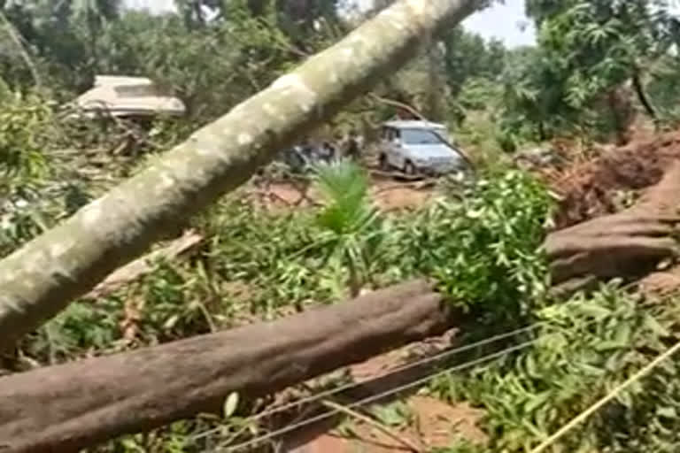 എറണാകുളം  ernakulam  strong wind  ശക്തമായ കാറ്റ്  നാശനഷ്ടം  ശ്രീമൂലനഗരം