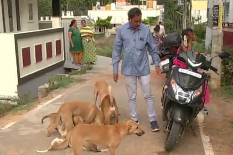 uma shankar providing food for street dogs