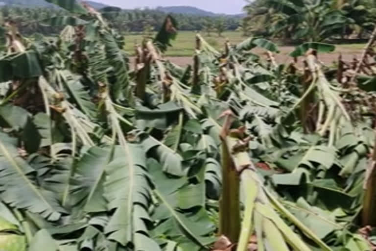 തൃത്താല വാഴക്കൃഷി  പ്രളയ ദുരിതം  നാസര്‍ വാഴ കര്‍ഷകന്‍  കൃഷി നഷ്‌ടം  കൃഷി പരിപാലനം  മൈസൂരി വാഴക്കൃഷി  പാലക്കാട് കൃഷി നഷ്‌ടം  പാട്ടക്കൃഷി  thrithala banana cultivation  banana destroy  palakkad summer rain  വേനല്‍മഴ നാശം  വാഴക്കൃഷി നാശം