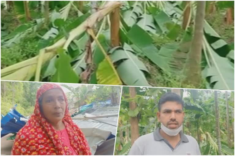 Widespread  destructio  hilly region  wind and rain  Malappuram  മലപ്പുറം  പ്രകൃതി ദുരന്തം  കൃഷിനാശം  കര്‍ഷകര്‍  മലപ്പുറം