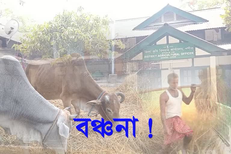 big agriculture scam in assam