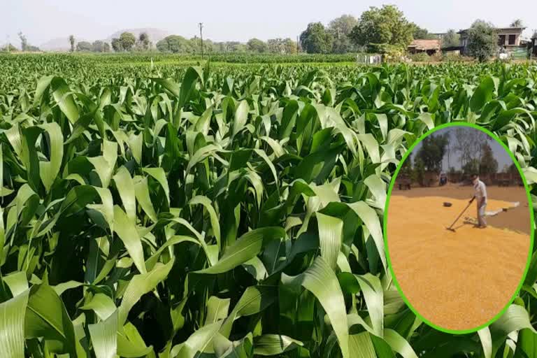 मक्का किसान खबर, Maize farmers news