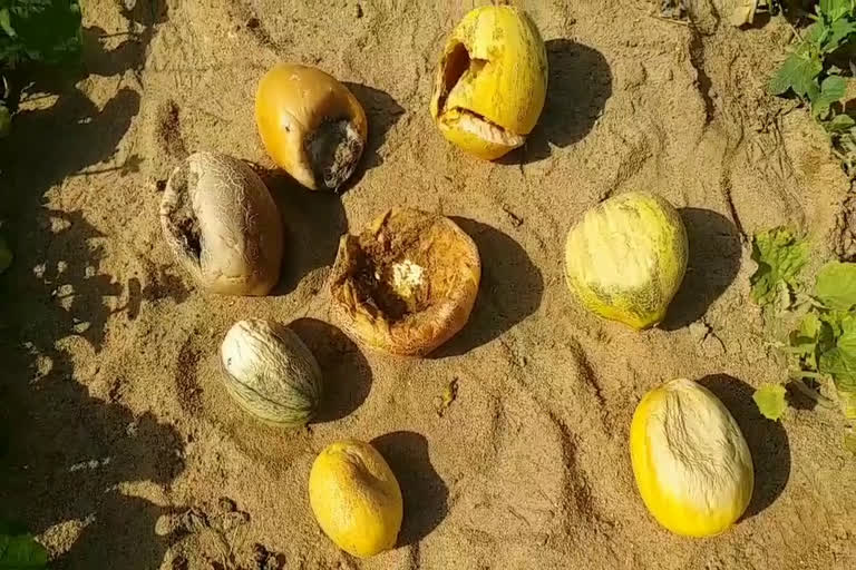 Watermelons rot in the fields due to lockdown