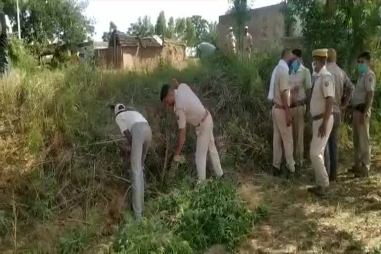 गांजे की खेती करने वाले गिरोह के तीन सदस्य गिरफ्तार, Three members of cannabis farming gang arrested