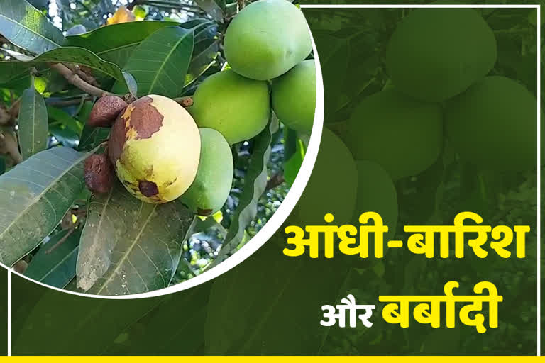 rains harm mango litchi farming in dumka