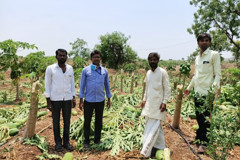 destroyed papaya crop