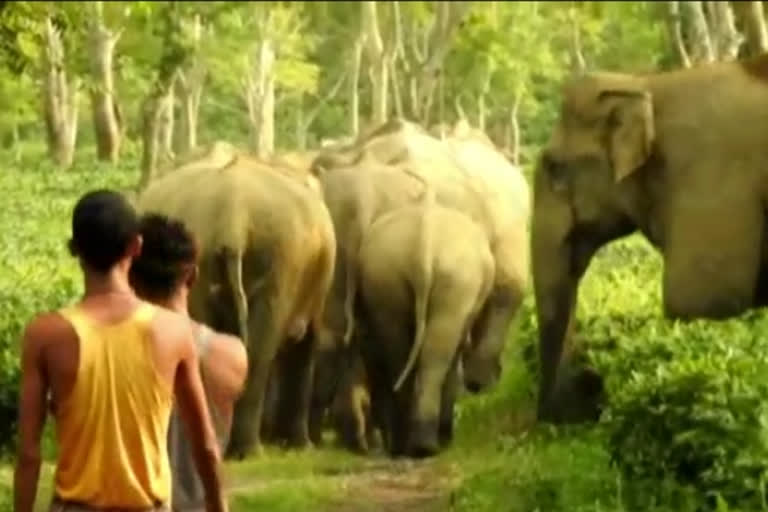 golaghat elephant terror