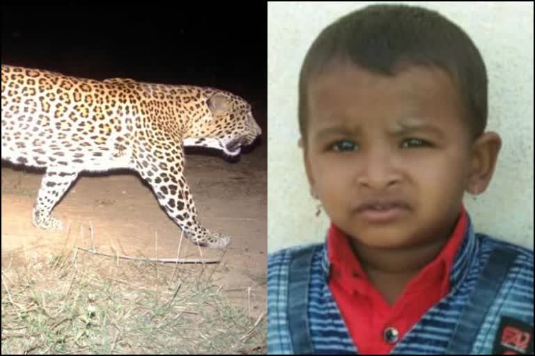 leopard-attack-baby-death