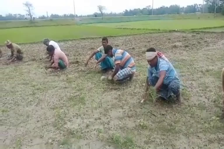 Kalgachia Cultivation