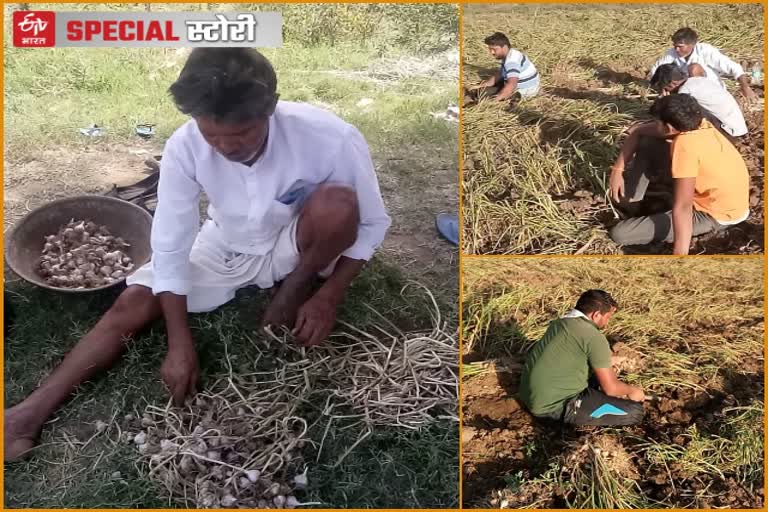 राजसमंद के गुलाबी लहसुन, Pink garlic farming in Rajsamand