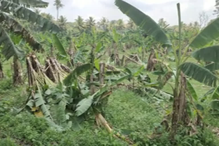 pandalam  banana  sugarcane  cyclone  ഓണവിപണി  കടയ്ക്കാട് കരിമ്പുൽപ്പാദന കേന്ദ്രം  വാഴകൃഷിക്കും കരിമ്പിനും