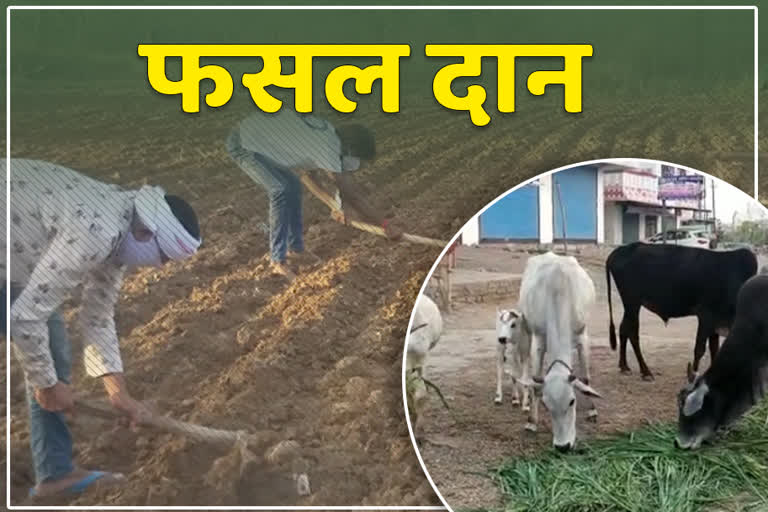 पशुओं के लिए युवा किसानों ने दिए अपने खेत,   Young farmers gave their fields for cattle feed