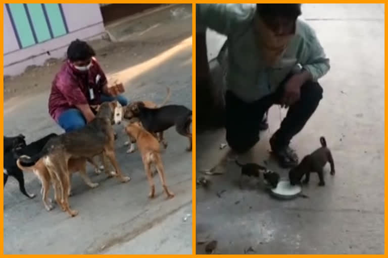 due to corona lockdown A man feeds for dogs in guntur