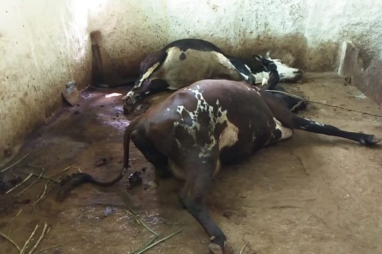 Suspicious Cows Death in hasan