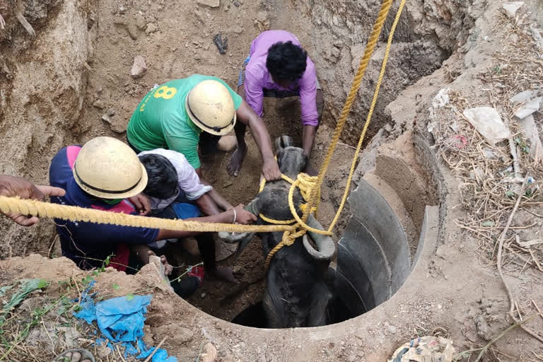 கிணற்றில் தவறி விழுந்த மாட்டை தீயணைப்புத் துறையினர் வெகுநேரம் போராடி மீட்டனர்