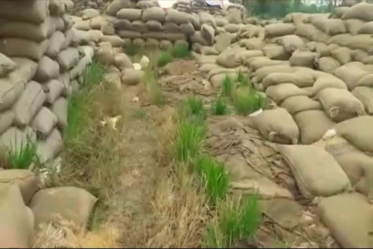 10-lakh-quintal-paddy-wasted-due-to-negligence-of-administration-in-mahasamund