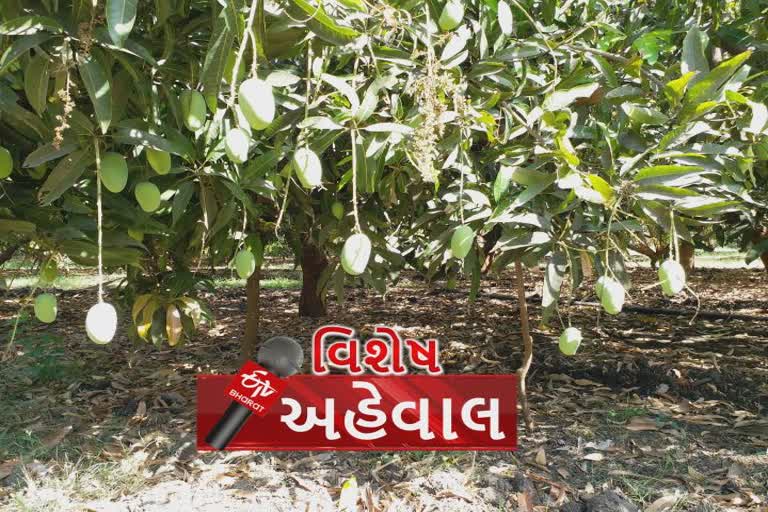 પ્રગતિશીલ ખેડૂતો કરી રહ્યાં છે આરોગ્યપ્રદ જૈવિક કેરીની ખેતી