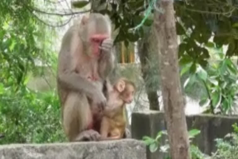 monkeys facing problems due to lockdown no food and no water