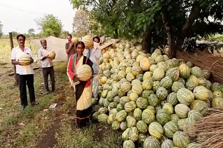 Pumpkin crop