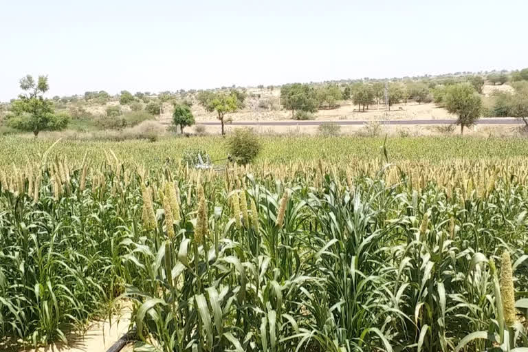 जालोर की खबर, locusts destroying crops