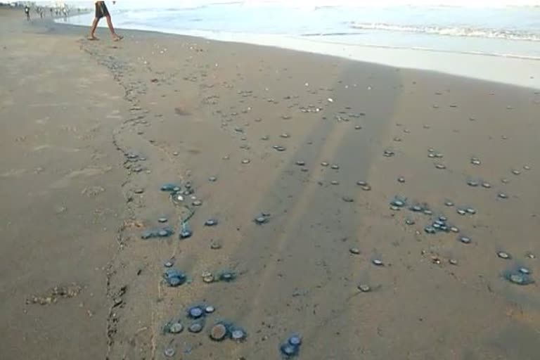 dead-jellyfish-in-puri-beach