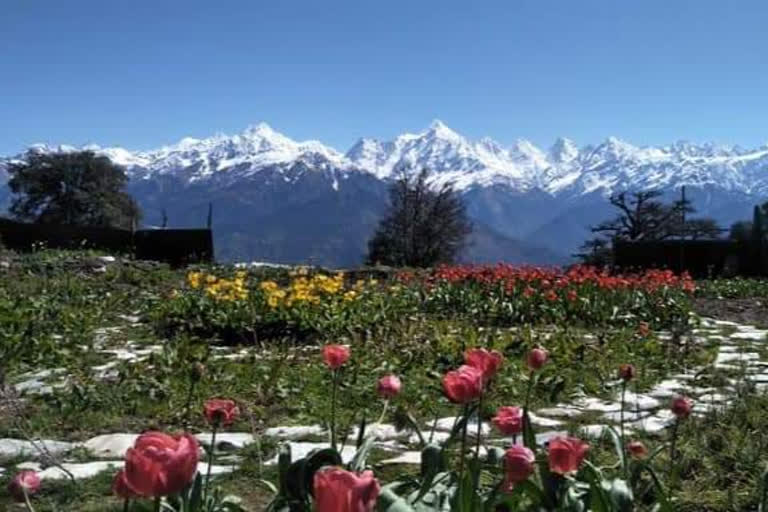 cm-trivendra-singh-rawat-shares-first-photos-of-tulip-garden-of-uttarakhand