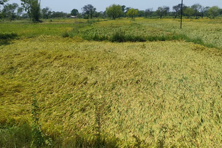 Rabi paddy fell due to heavy rainfall