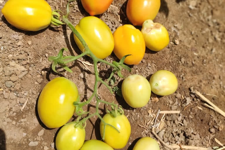 problem of  new virus impact on tomato