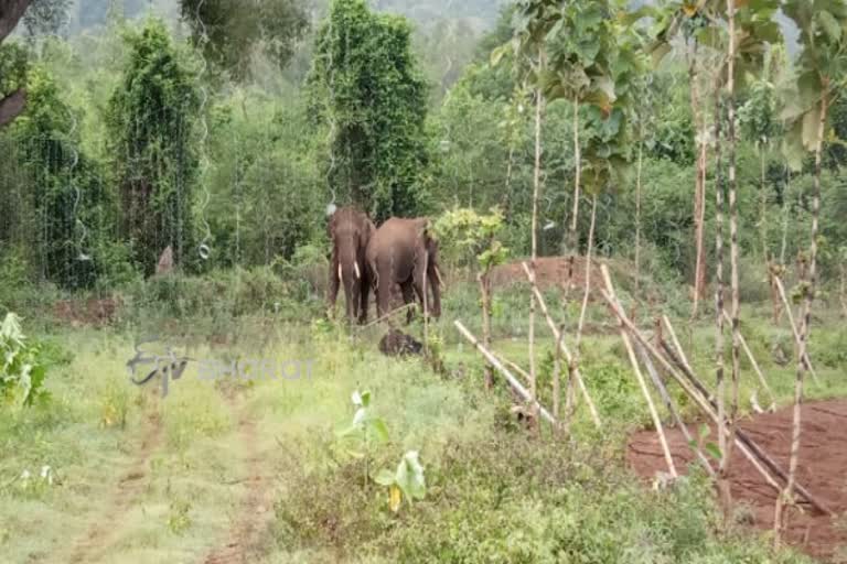 elephant attack pollachi  கோவை மாவட்டச் செய்திகள்  coimbatore district news  Anamalai  Anamalai Tiger Reserve news  ஆனைமலை காட்டு யானை